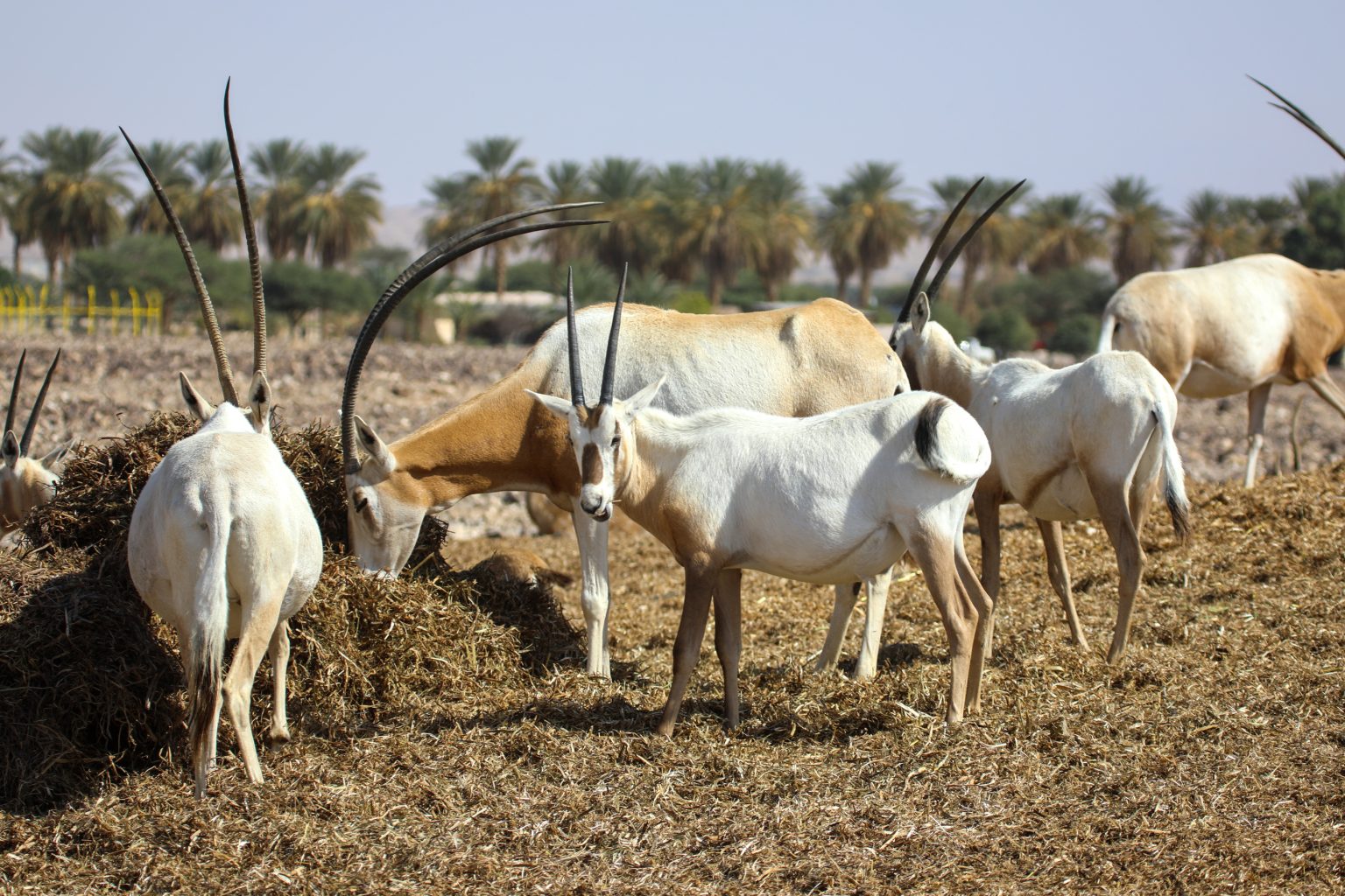 Al Areen Desert
