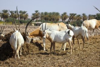 Al Areen Desert