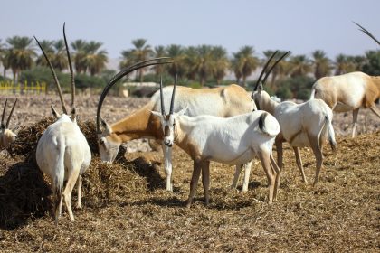 Al Areen Desert