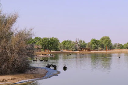 Al Marmoom Desert