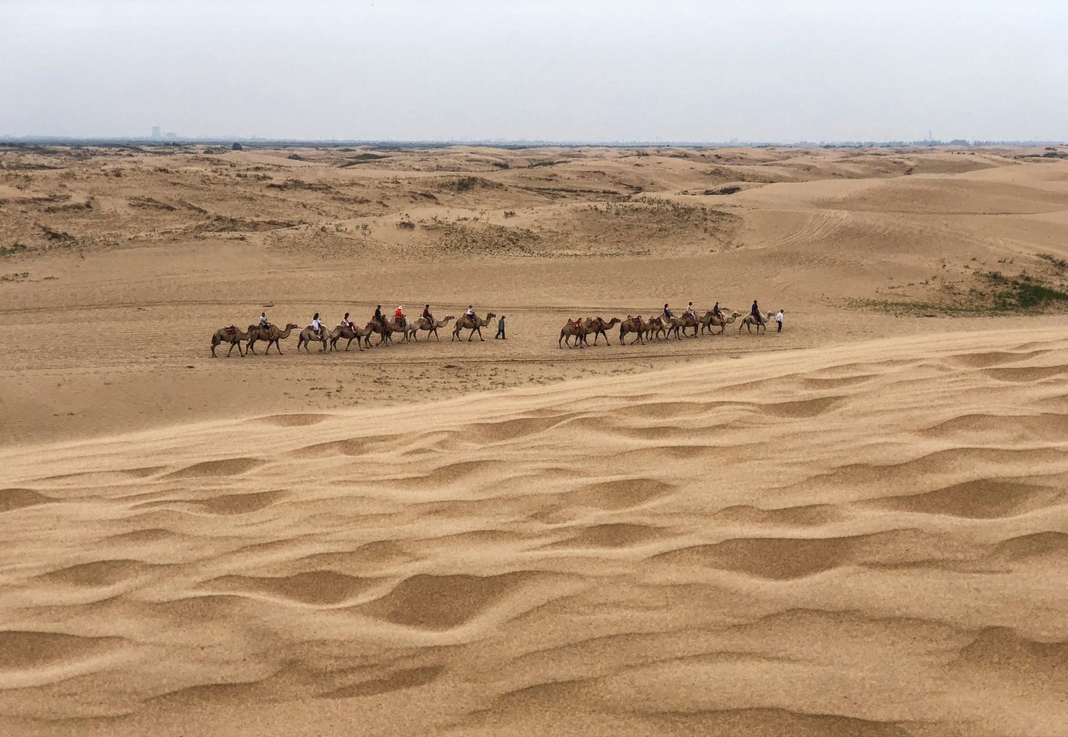 Camel Trekking in China