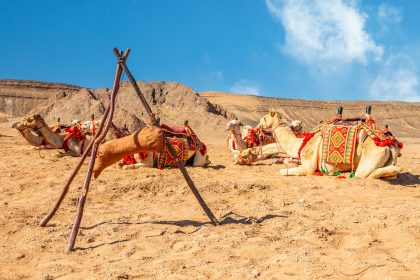 Camel Trekking in Saudi Desert