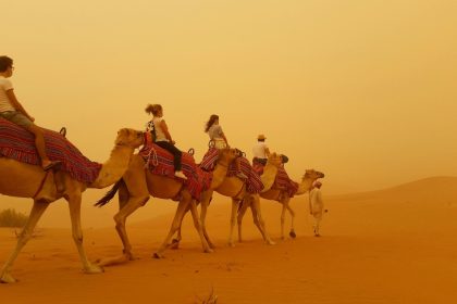 Camel Trekking in the UAE Desert