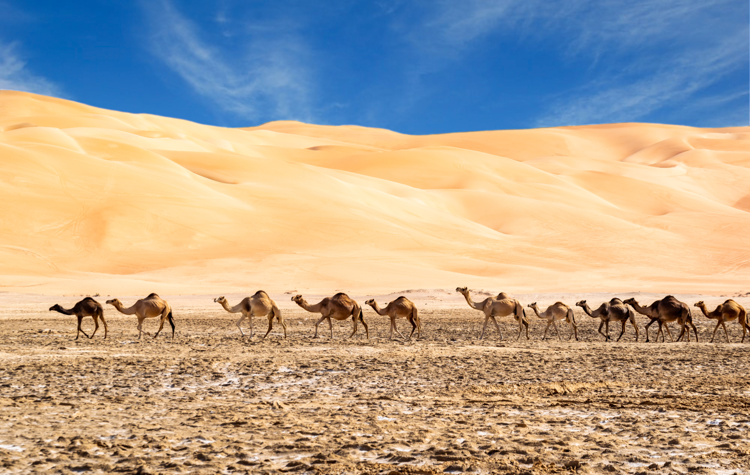 Liwa Desert