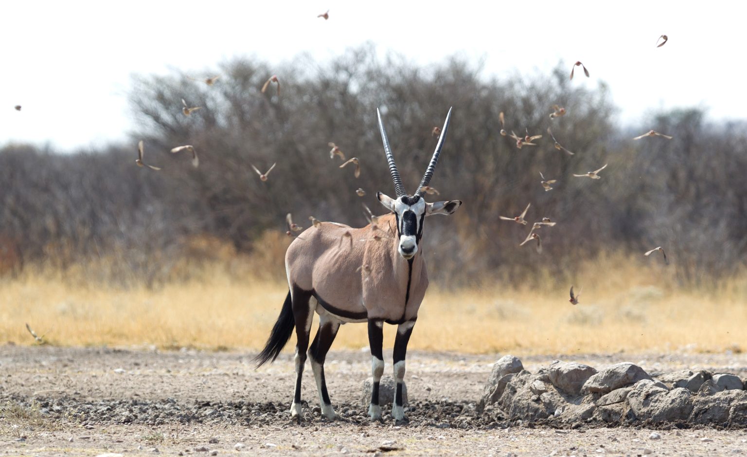 Wildlife in Botswana’s Desert