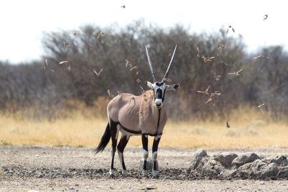 Wildlife in Botswana’s Desert