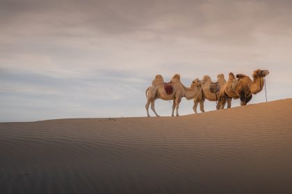 Nature & Wildlife in China’s Desert