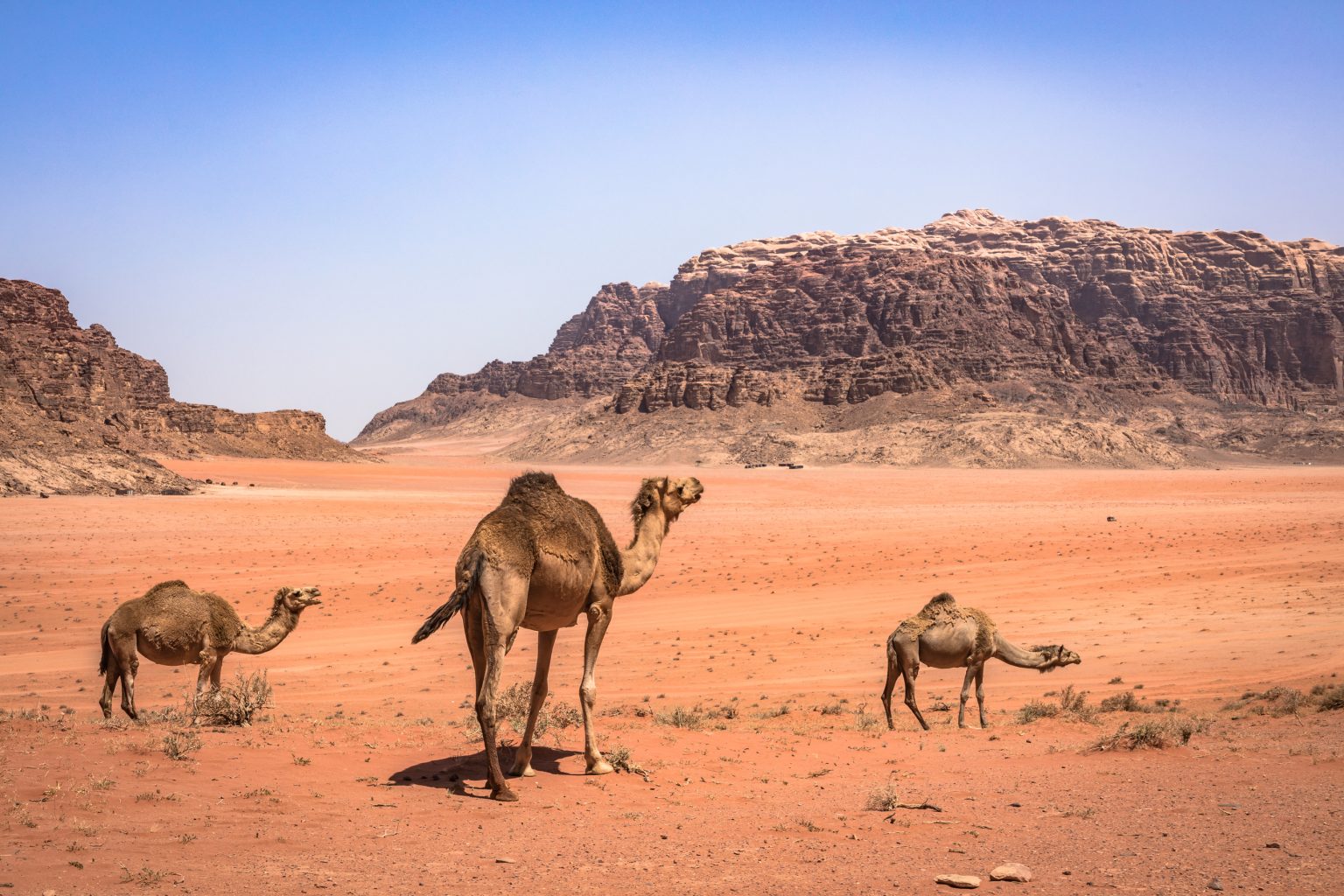 Wildlife in Jordan’s Desert