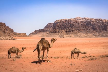 Wildlife in Jordan’s Desert