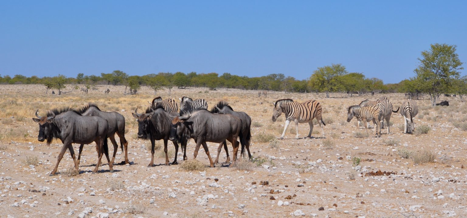 Nature & Wildlife in Namibia’s Desert