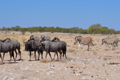 Nature & Wildlife in Namibia’s Desert