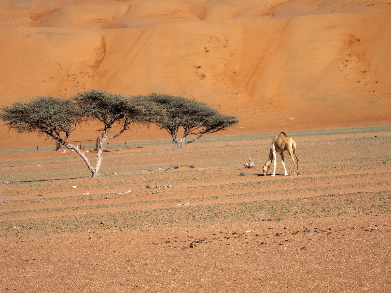 Nature & Wildlife in Oman’s Desert