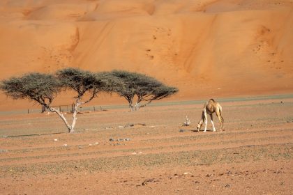 Nature & Wildlife in Oman’s Desert