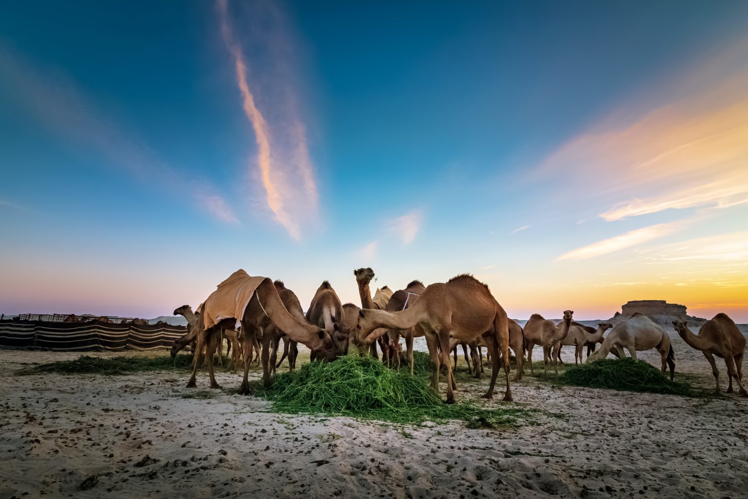 Wildlife in Saudi Arabia’s Desert