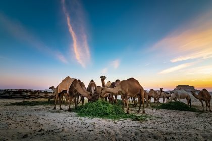 Wildlife in Saudi Arabia’s Desert