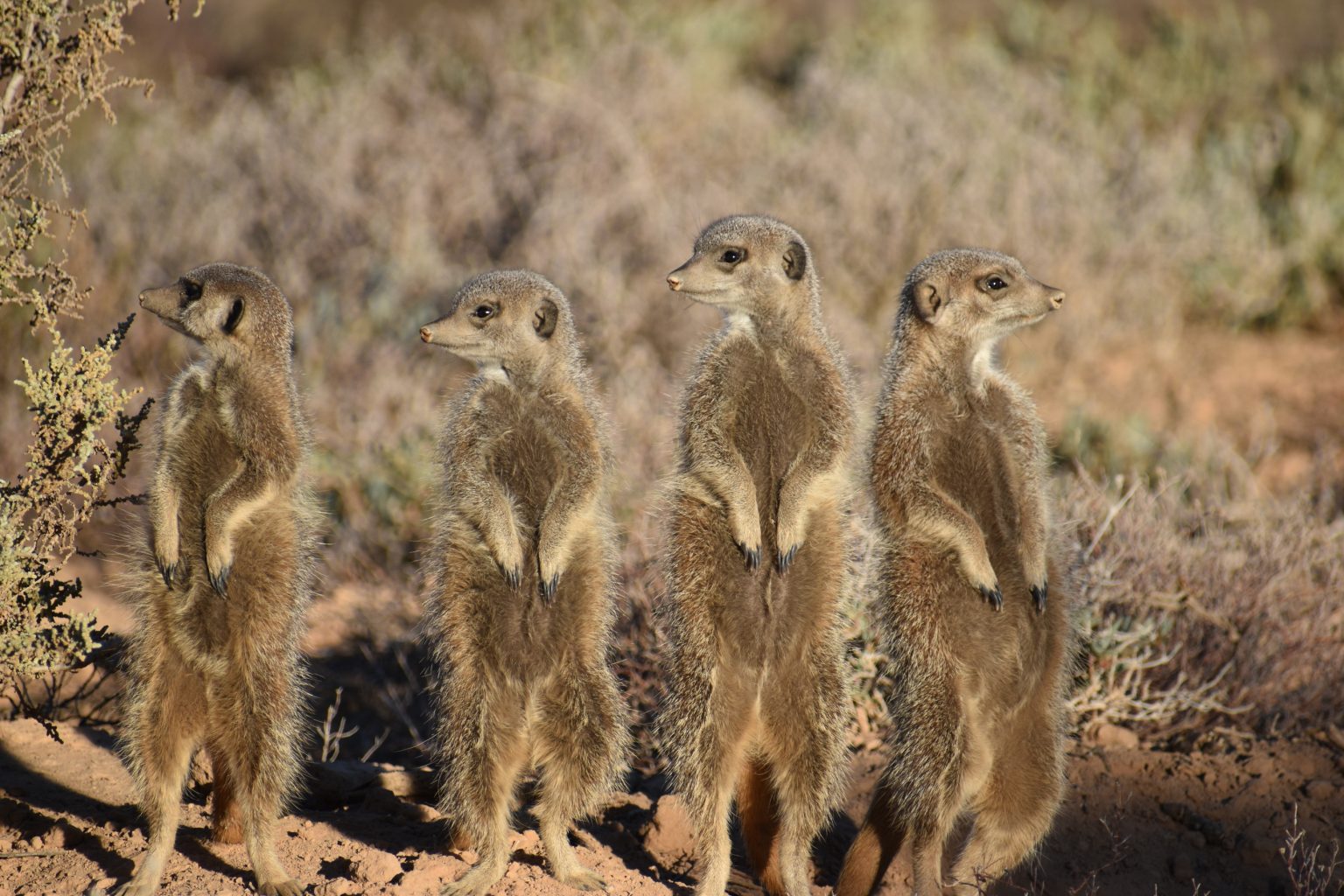 Wildlife in South Africa’s Desert