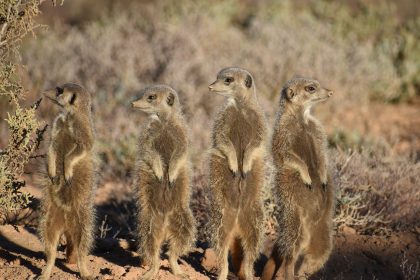 Wildlife in South Africa’s Desert