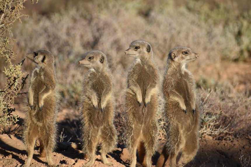 Wildlife in South Africa’s Desert