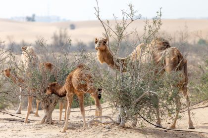 Wildlife in the UAE Desert
