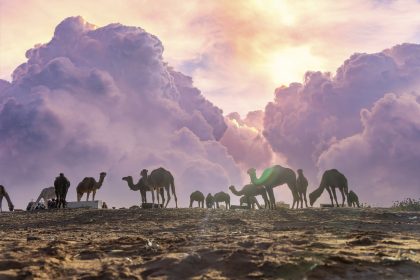 Nature & Wildlife in Morocco’s Desert