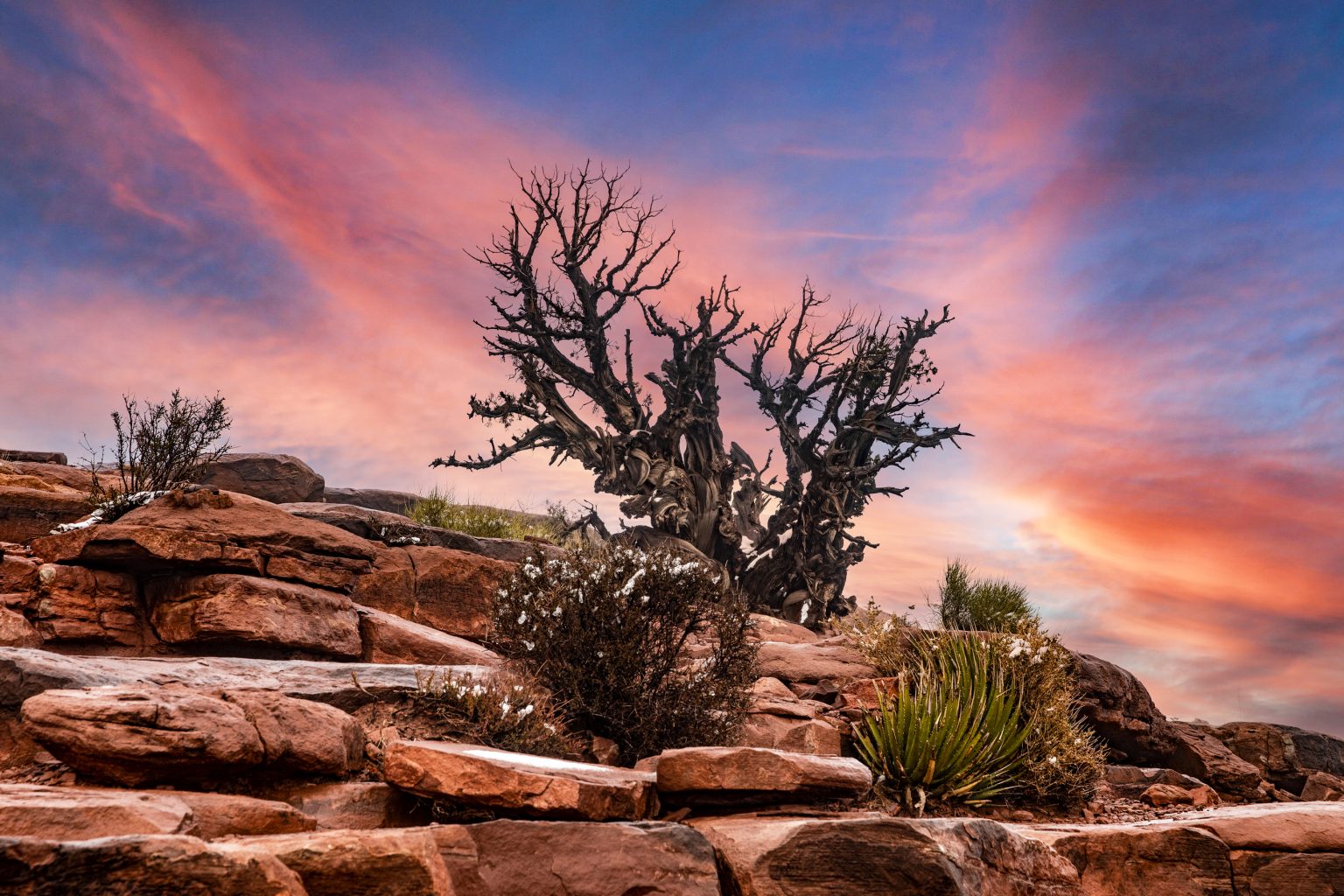 Nature in the United States Desert