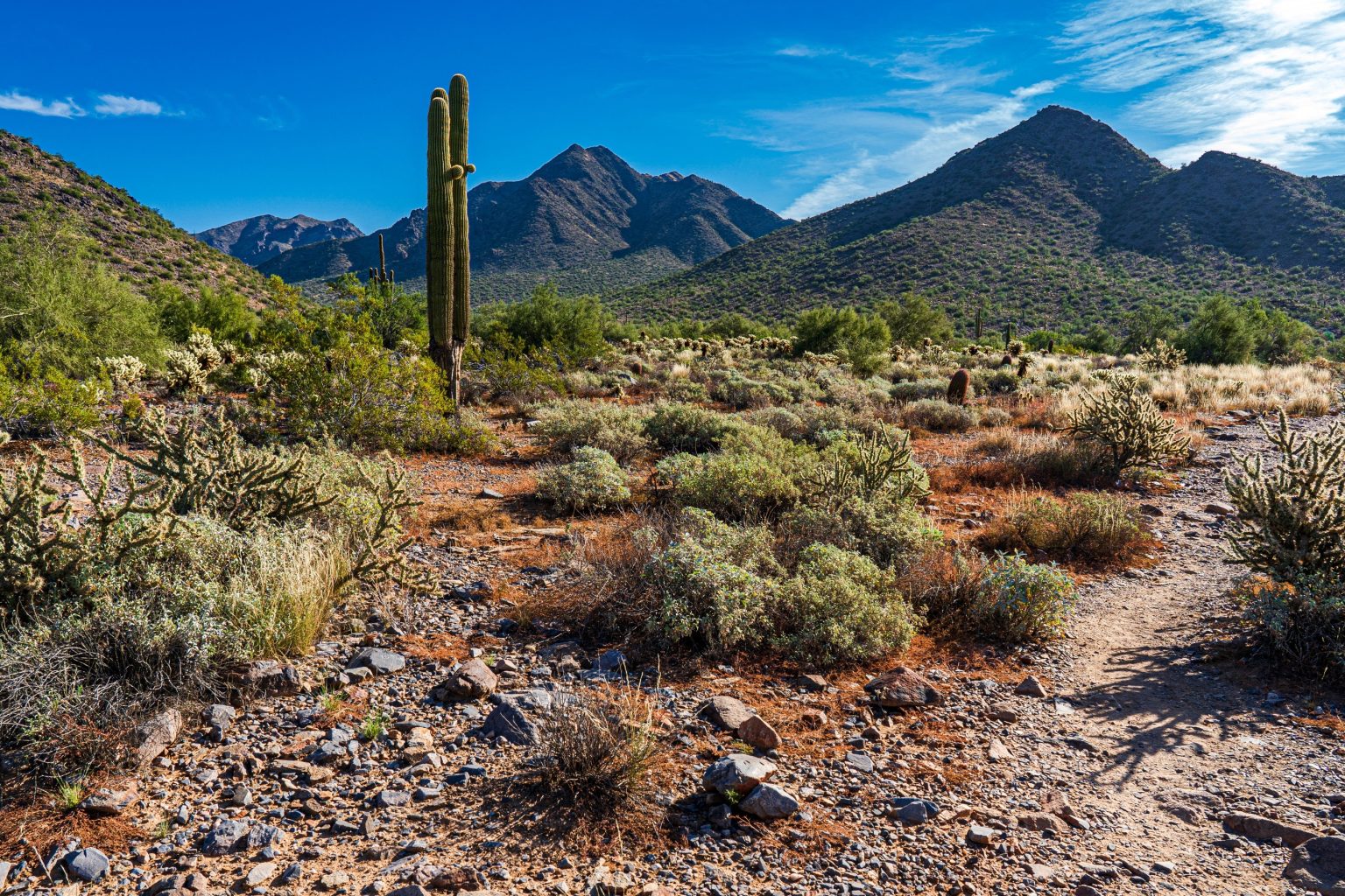 Sonoran Desert