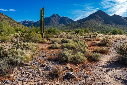 Sonoran Desert