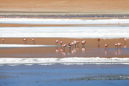 Wildlife in Argentina’s Desert
