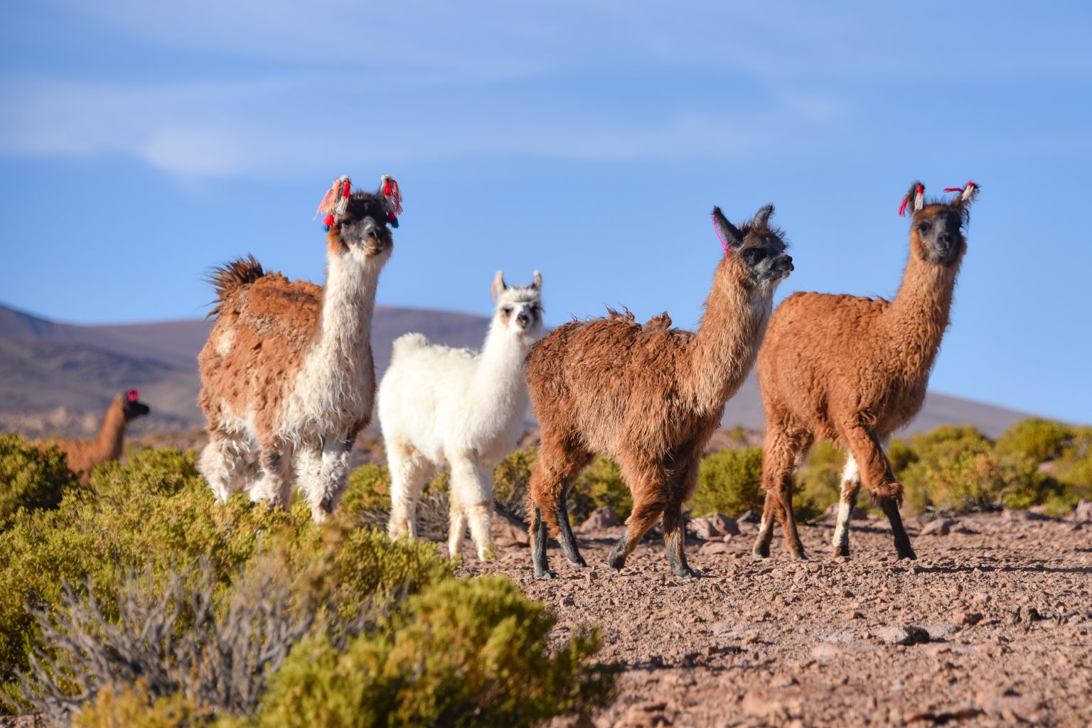 Wildlife in Bolivia’s Desert