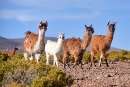 Wildlife in Bolivia’s Desert