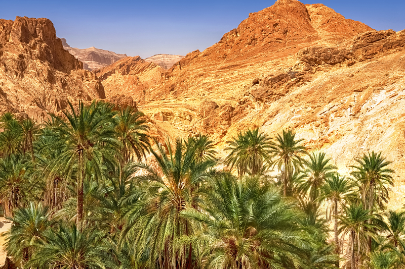 Nature in Tunisia’s Desert